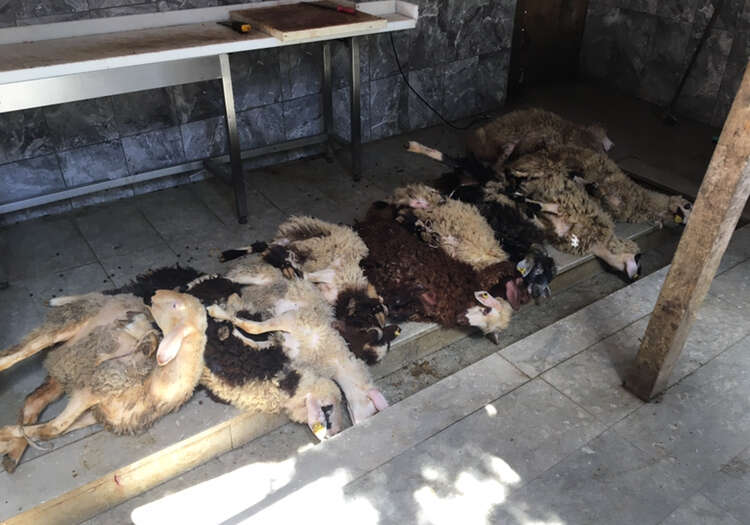 Koşuyolu adak