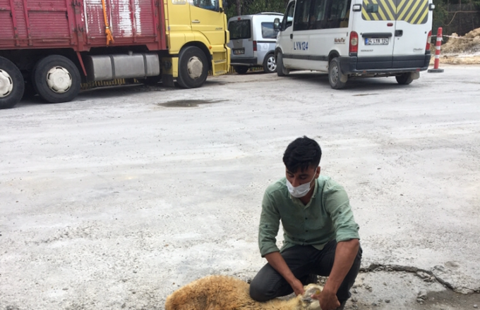 Adak Kurban Servis Hizmeti