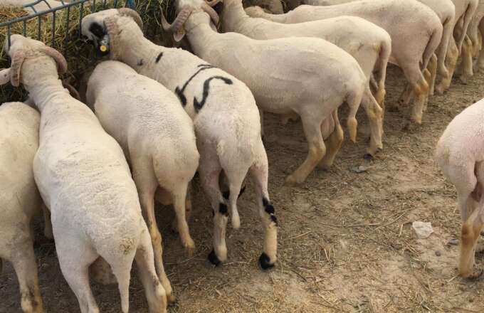 Kurtköy adak fiyatları, Kurtköy adak, Kurtköy adaklık, Kurtköy adak kurban SATIŞ yeri, Kurtköy adak kurban kesim yeri, Kurtköy adak kurbanı