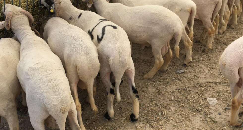 Kurtköy adak fiyatları, Kurtköy adak, Kurtköy adaklık, Kurtköy adak kurban SATIŞ yeri, Kurtköy adak kurban kesim yeri, Kurtköy adak kurbanı