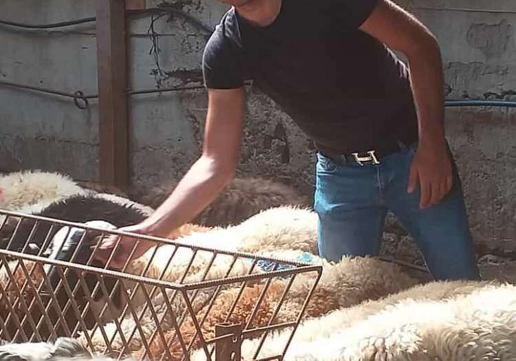 Kurtköy adak, Pendik adak, Pendik adak kurban, Kurtköy adak kurban, Kurtköy adak kurbanı, Kurtköy adak Satış Tesisi, Kurtköy adak kesim yeri