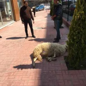 Sancaktepe adak Sancaktepe adak kurban Ortadağ adak