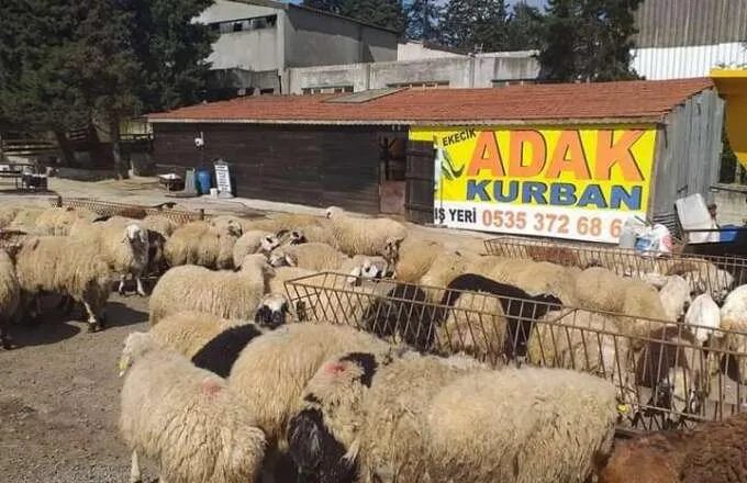 Ortadağ Adak