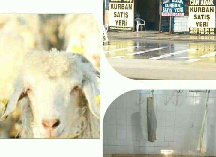 Yeni Mahalle Adak