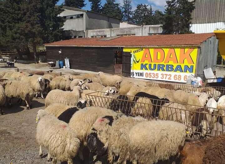 Altayçeşme Adak