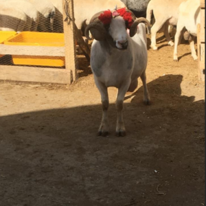 Çubuklu adak