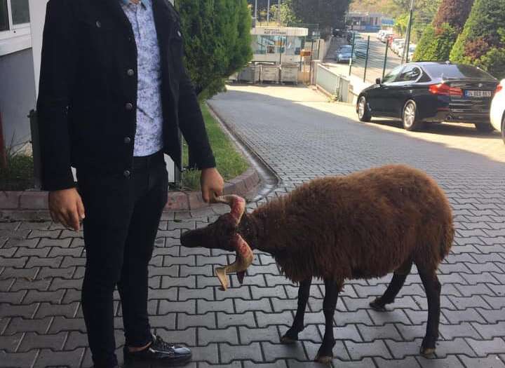 şişli adak